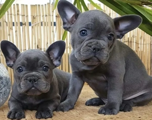 Französische Bulldoggen Welpen 