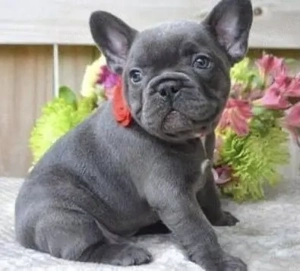 Französische Bulldoggen Welpen suchen ein schönes Zuhause
