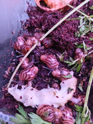 Achatina reticulata babys