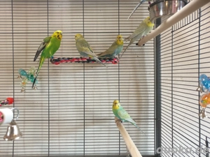 Wunderschöne Rainbow Wellensittiche mit großer Voliere und sehr viel Zubehör Bild 2