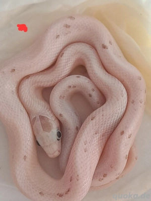 Ghost palmetto 66% poss. het scaleless 