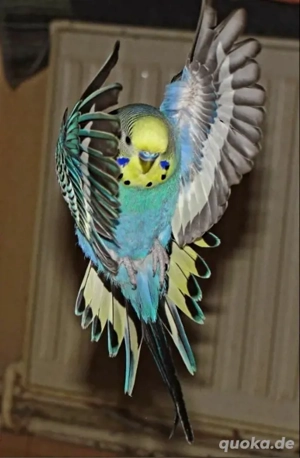 Wunderschöne Rainbow Wellensittiche mit großer Voliere und sehr viel Zubehör Bild 4