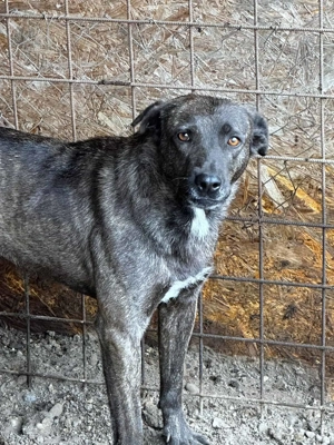 Ricco ca. 50 cm   der Ausharrende Bild 3