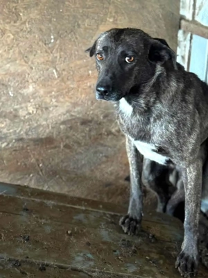 Ricco ca. 50 cm   der Ausharrende Bild 2