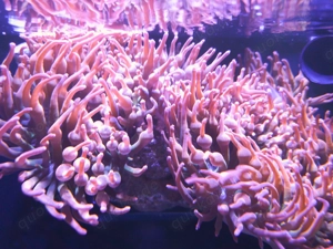 Entacmaea quadricolor Blasenanemone Sunburst Anemone Koralle Korallenableger