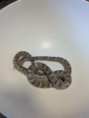 Kornnatter Männchen 3 Jahre alt