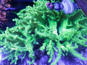 Sinularia sp. 'Green' Koralle Korallenableger