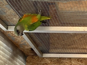 Mohrenkopfpapageien jung 