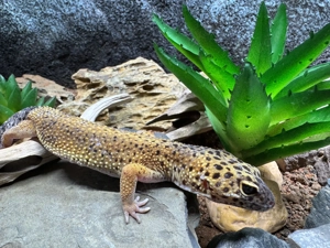 Leopardgecko (Eublepharis macularius)
