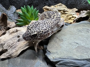 Leopardgecko (Eublepharis macularius)