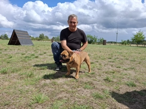 Französische Bulldogge Deckrüder  Bild 6