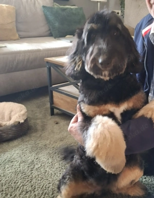 Welpenplanung '26   Bernedoodle 