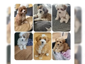 Wurfplanung 26' x  Lagotto Doodle  Bild 4