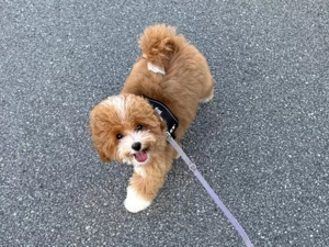 Wurfplanung 26' x  Lagotto Doodle  Bild 3