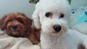 Wurfplanung 26' x  Lagotto Doodle  Bild 2