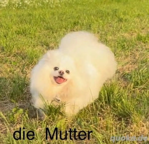 reinrassige Pomeranian  Zwergspitz  8 monate alt   - image 8