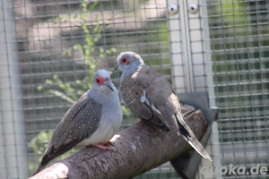 Diamanttauben Bild 5