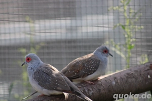 Diamanttauben Bild 3