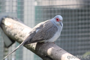 Diamanttauben Bild 2