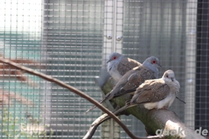 Diamanttauben Bild 4