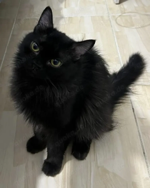 Salem, hübscher Kater braucht ein zu Hause