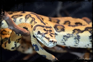 Morelia spilota so   teppichpython