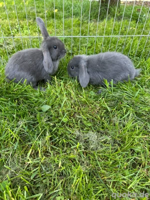 Zwergwidder | Miniloops Kaninchenbabys