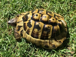 Griechische Landschildkröte, männlich, 2017, mit CITES-Papieren