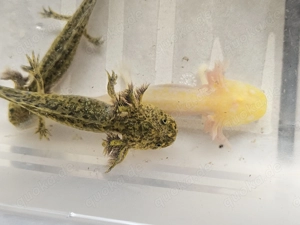 Axolotl-Nachwuchs Bild 5