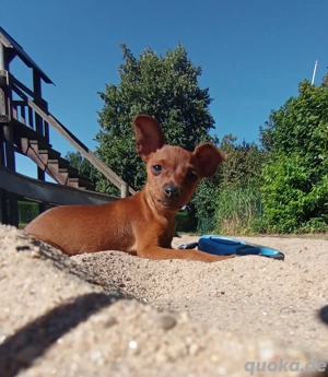 Zwergpinscher Welpe 