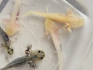 Axolotl-Nachwuchs Bild 3
