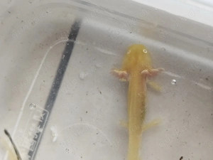 Axolotl-Nachwuchs Bild 7