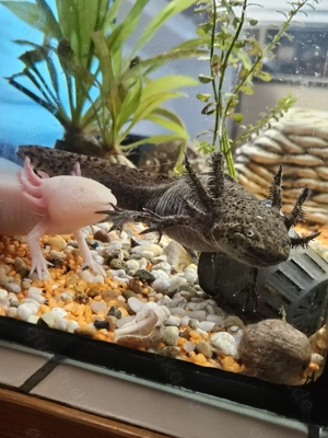Axolotl-Nachwuchs Bild 2