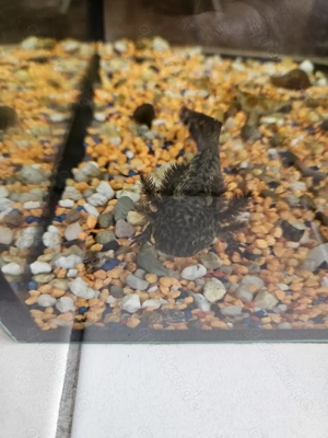 Axolotl-Nachwuchs Bild 6