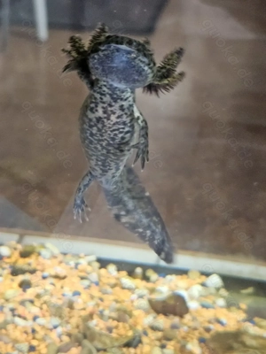 Axolotl-Nachwuchs Bild 4