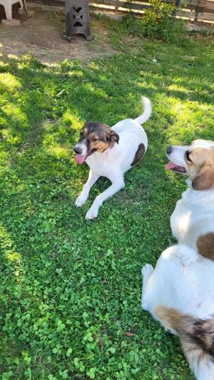 GIGI - so ein toller Kerl (wartet in Rumänien) Bild 2