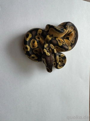 Pastel het. Albino 0.1 Bild 2