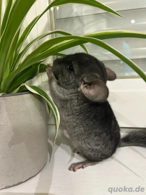 Chinchilla Baby, Böckchen. 
