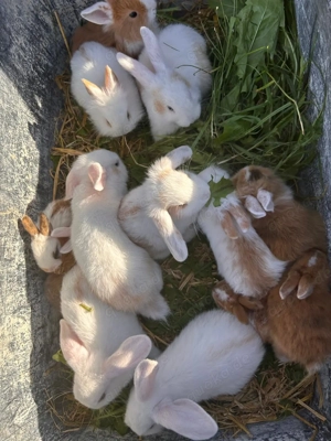 Zwergkaninchen 8 Wochen alt