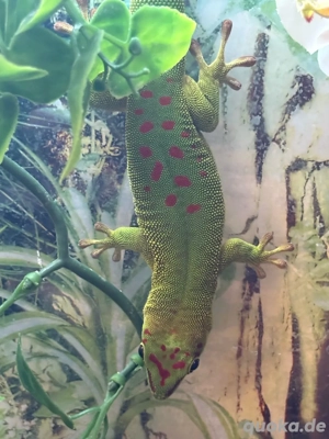 NZ Großer Madagaskar Taggecko (Phelsuma grandis) abzugeben Bild 3