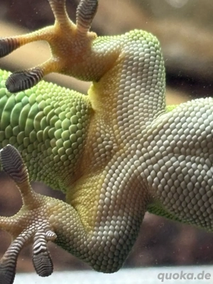 NZ Großer Madagaskar Taggecko (Phelsuma grandis) abzugeben Bild 5