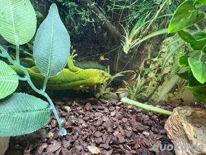 NZ Großer Madagaskar Taggecko (Phelsuma grandis) abzugeben Bild 4