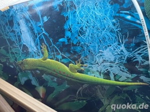 NZ Großer Madagaskar Taggecko (Phelsuma grandis) abzugeben