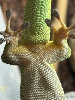 NZ Großer Madagaskar Taggecko (Phelsuma grandis) abzugeben Bild 6
