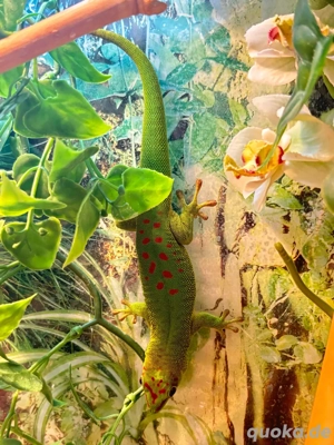 NZ Großer Madagaskar Taggecko (Phelsuma grandis) abzugeben Bild 2