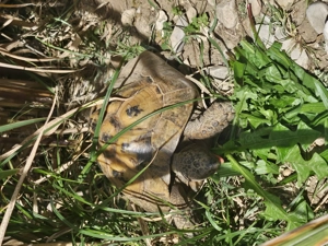 Landschildkröten pärchen