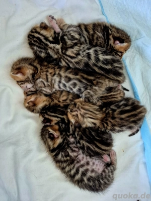 Supersüße reinrassige Bengal Kittens (geimpft) sucht liebevolle Familien 