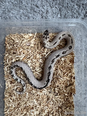 Heterodon nasicus Zuchtmännchen Superarctic Conda (2022)