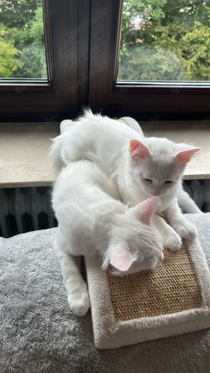 Türkische Van Angora Kater 20 Wochen alt 