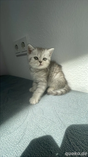 britisch Kurzhaar katze, Babykatze